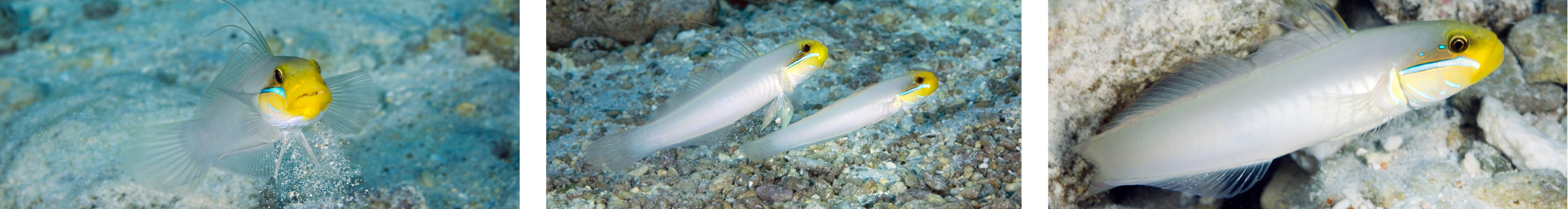 Yellow Headed Goby